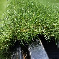 40 mm Grass